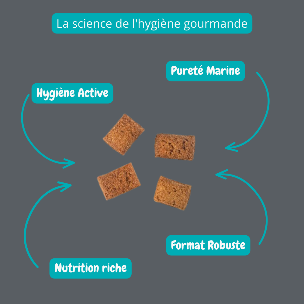 Biscuit au saumon